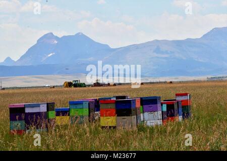 Eine Gruppe von farbigen honey bee hives, sitzen in einem Bauern Feld mit einem atemberaubenden Blick auf die Berge in der Ferne Stockfoto