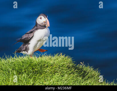 Papageitaucher (Fratercula arctica) mit Schnabel voller Sandaale (Ammodytes tobianus) Portrait. Mykines, Färöer, Dänemark Stockfoto