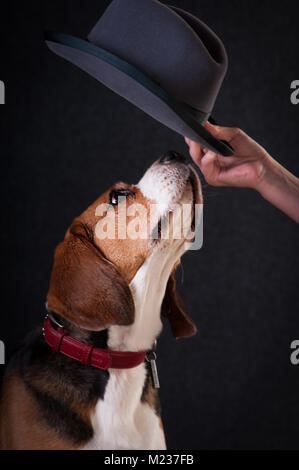 Zwei lustige Hunde französische Bulldogge und Chihuahua in Santa Anzug isoliert auf weißem Stockfoto