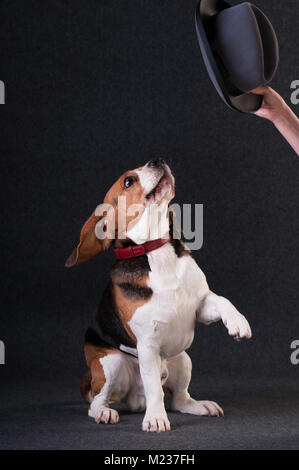 Zwei lustige Hunde französische Bulldogge und Chihuahua in Santa Anzug isoliert auf weißem Stockfoto