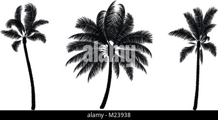 Satz von Schwarz vektor Palm. Hand bäume gezeichnet. Stock Vektor