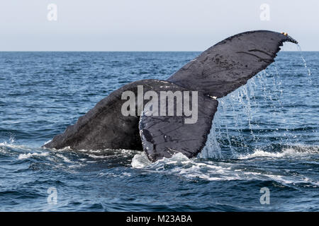 Buckelwal in Banderas Bay, in der Nähe von Puerto Vallarta, Mexiko. Wale sind häufige Besucher während der Hauptsaison von November bis Februar. Stockfoto