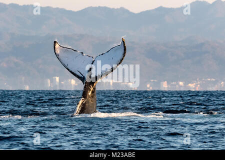 Buckelwal in Banderas Bay, in der Nähe von Puerto Vallarta, Mexiko. Wale sind häufige Besucher während der Hauptsaison von November bis Februar. Stockfoto