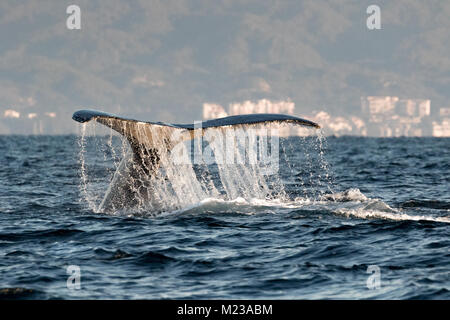 Buckelwal in Banderas Bay, in der Nähe von Puerto Vallarta, Mexiko. Wale sind häufige Besucher während der Hauptsaison von November bis Februar. Stockfoto