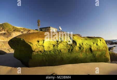 Grüne Moos bedeckt Rock und einsame Möwe Vogel während der Ebbe auf Windansea Beach La Jolla San Diego, Kalifornien Stockfoto