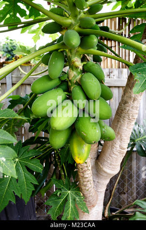 Organisch gelb Papaya-früchten, Carica papaya, Baum und grüne Frucht auf ein Haus mit Innenhof im Redcliife, Queensland, Portugal angebaut Stockfoto