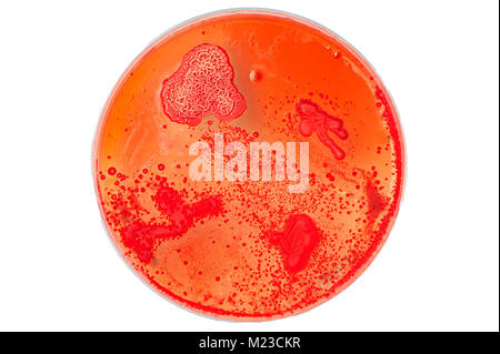 Red Petrischale mit Bakterien und Hefen Kolonien wächst, auf einem weißen Hintergrund. Stockfoto