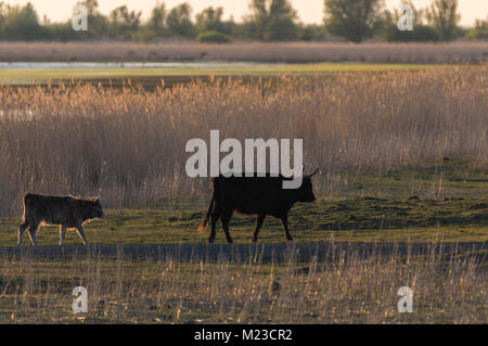 Kuh und Kalb der Heckrinder (Bos primigenius) zu Fuß in Grünland mit Reed-schalter Stockfoto