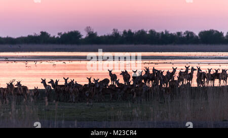 Herde von Rehen sammeln bei Sonnenuntergang am See im Naturschutzgebiet Oostvaardersplassen, Niederlande Stockfoto