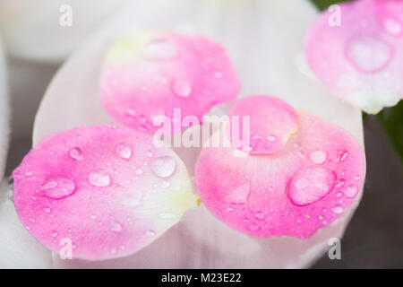 Frühling, Sommer, Natur Konzept. in der Nähe von wunderschönen dünnen Petalen, schwimmend auf der Oberfläche des Wassers sind, gibt es viele kleine transparente fällt auf Sie Stockfoto