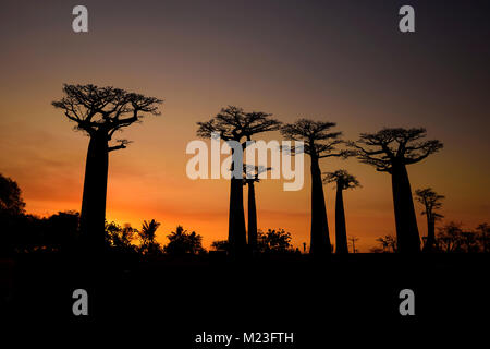 Baobab - Adansonia grandidieri, Madagaskar an der Westküste. Reisen Madagaskar. Urlaub. Iconic Baum. Stockfoto