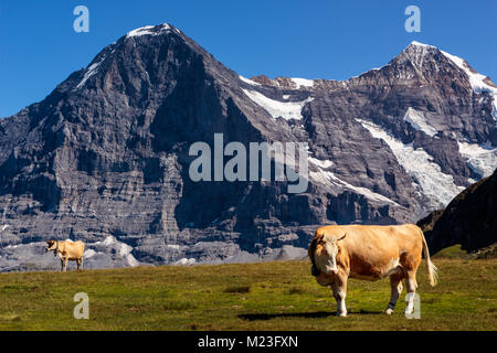 Schweizer braune Kühe in die Berner Alpen. Majestätischen Nordwand des Eiger und Mönch im Hintergrund. Lauterbrunnen, Schweiz Stockfoto