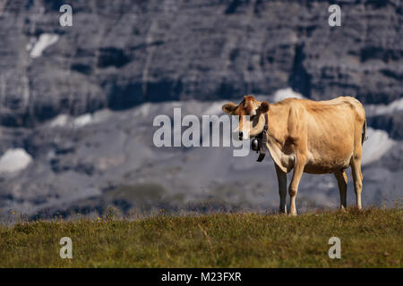 Brauner Berg Kühe in den Berner Alpen im Sommer. Lauterbrunnen, Berner Oberland, Schweiz Stockfoto
