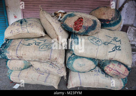 Lassen Sie schlafende Hunde, Hund auf Chiles im khari Baoli Spice Market, Old Delhi, Indien Stockfoto