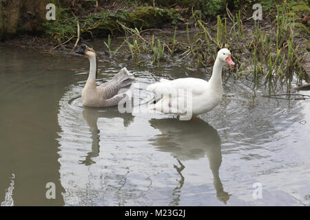 Grey Goose und weiße Gans auf einem Teich Stockfoto