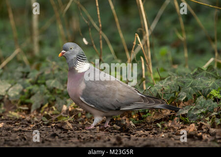 Ringeltaube (Columba palumbus) Futter auf dem Boden im Wald. Stockfoto