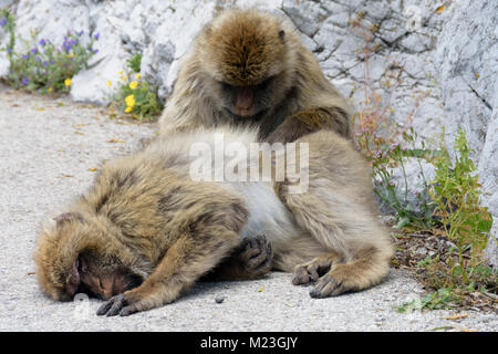 Gibraltar, zwei grooming Barbary macaques, Stockfoto