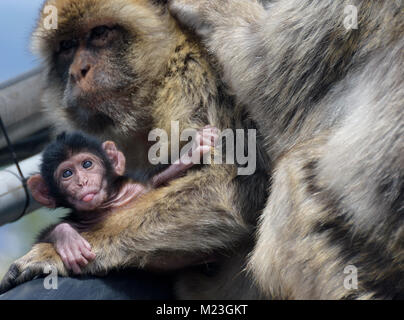 Gibraltar, Mutter und junge Barbary macaque, Stockfoto