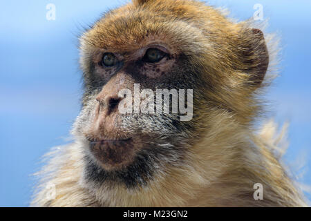 Gibraltar, die berühmten Barbary macaque, aus der Nähe. Stockfoto