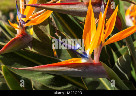 MADEIRA PORTUGAL MADEIRA Paradiesvogel Blume Strelitzia reginae Botanical Gardens Funchal botanischer Garten Jardim Botanico Funchal Madeira Stockfoto