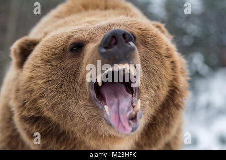 Closeup brauner Bär brüllend im Winter Wald Stockfoto