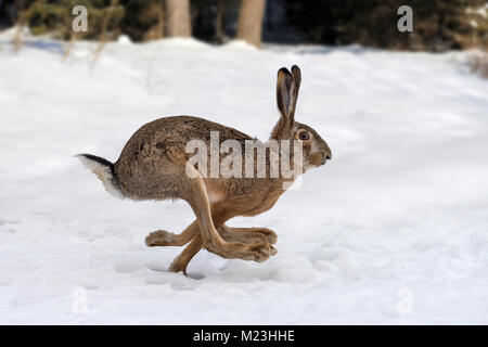 Hase läuft im Winter Forest Stockfoto