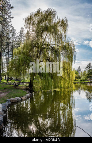 Abend in Manito Park. Stockfoto