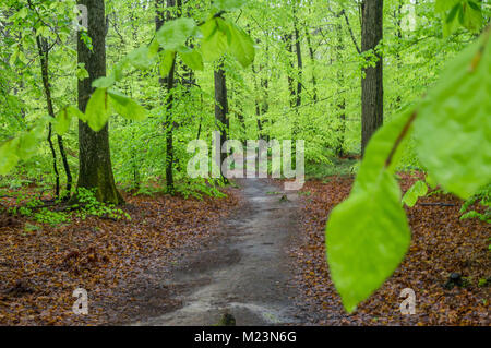 Wald von Fontainebleau nach Regen im Frühjahr mit grünen Blättern Stockfoto