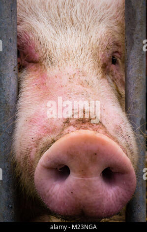 Schwein Rüssel gehaftet in einem Zaun in einer Farm Stockfoto