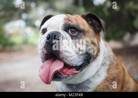 Britische Bulldogge mit herausgestreckter Zunge Stockfoto