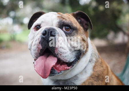 Britische Bulldogge mit herausgestreckter Zunge Stockfoto