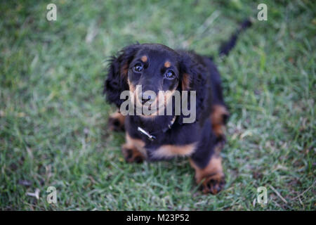 Weiblichen Langhaarigen Miniature Daschund Welpen Stockfoto