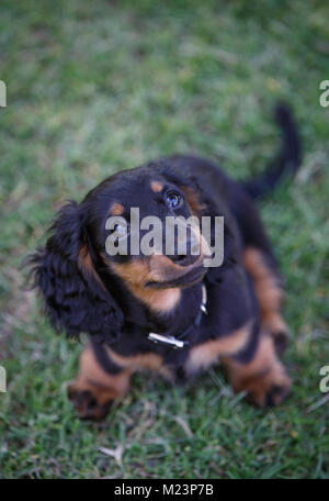 Weiblichen Langhaarigen Miniature Daschund Welpen Stockfoto