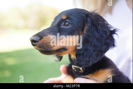 Weiblichen Langhaarigen Miniature Daschund Welpen Stockfoto