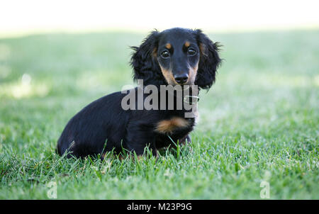 Weiblichen Langhaarigen Miniature Daschund Welpen Stockfoto