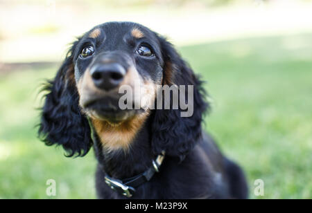 Weiblichen Langhaarigen Miniature Daschund Welpen Stockfoto