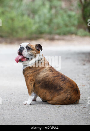 Britische Bulldogge mit herausgestreckter Zunge Stockfoto
