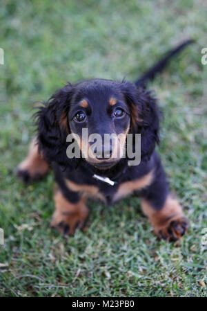 Weiblichen Langhaarigen Miniature Daschund Welpen Stockfoto