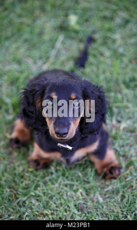 Weiblichen Langhaarigen Miniature Daschund Welpen Stockfoto