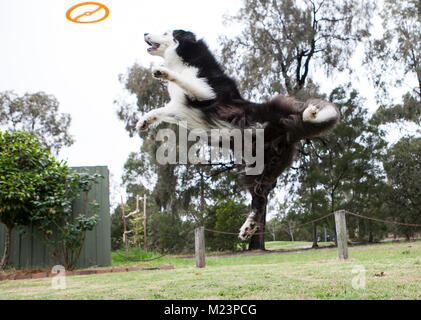 Border Collie Springen zu einem Frisbee fangen Stockfoto