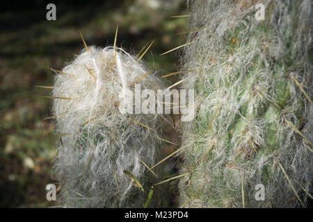 Von einem Wochenende Besuch des botanischen Gartens, Makro dieses haarige Cactus, das aussieht wie ein kleines Geschöpf. Espostoa ritteri, peruanische alte Menschen. Stockfoto