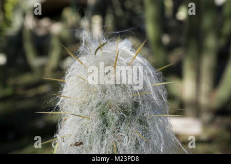 Von einem Wochenende Besuch des botanischen Gartens, Makro dieses haarige Cactus, das aussieht wie ein kleines Geschöpf. Espostoa ritteri, peruanische alte Menschen. Stockfoto