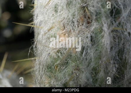 Von einem Wochenende Besuch des botanischen Gartens, Makro dieses haarige Cactus, das aussieht wie ein kleines Geschöpf. Espostoa ritteri, peruanische alte Menschen. Stockfoto