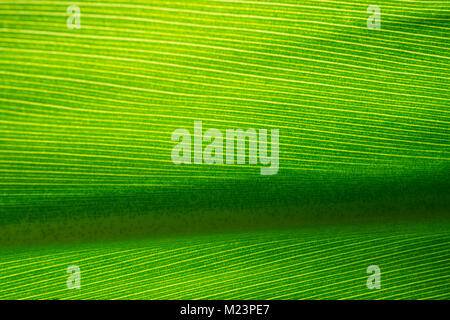 Von einem Wochenende Besuch des botanischen Gartens, Makro Aufnahmen der Sonne durch große Blätter, mit Rillen und Äderung. Stockfoto