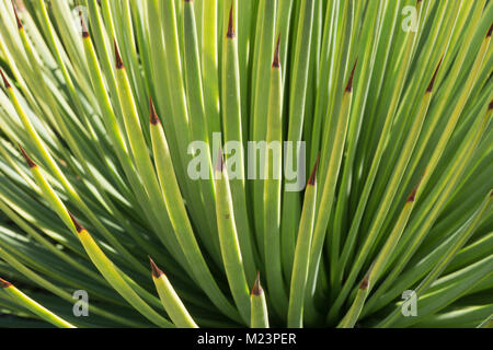 Von einem Wochenende Besuch des botanischen Gartens, Makro Aufnahmen von Kakteen, Sukkulenten und Euphorbien. Stockfoto