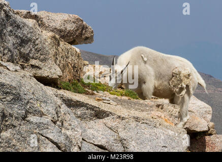 Bergziegen (Oreamnos americanus) Schürfwunden auf Tundra Pflanzen bei 14.000' in den Rocky Mountains. Übergang von Winter zu Sommer Mantel. Stockfoto