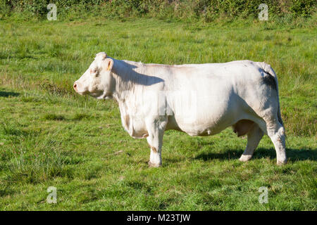 Schwangere weiß Charolais Rind Kuh seitwärts stehend in einem üppigen Weide im Abendlicht Stockfoto