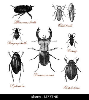 Vintage Abbildung Tabelle mit verschiedenen Käfer Stockfoto
