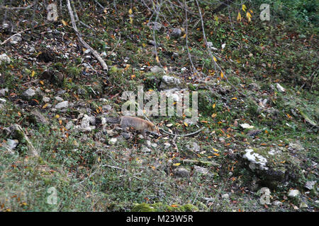 Ein Fuchs in den Abruzzen Nationalpark in der Nähe von Civitella Canzano Stockfoto