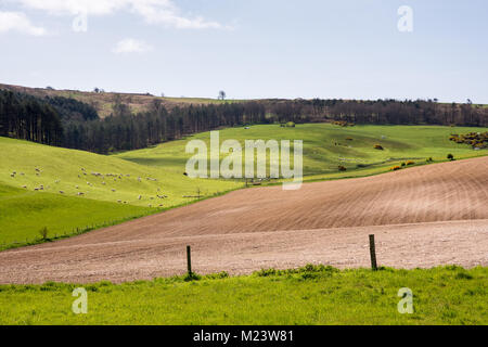 Felder von Kulturen und Schafe weiden sitzen auf der hügeligen Landschaft der Dorset Downs Hügeln bei Schwarz, in der Nähe von Dorchester. Stockfoto
